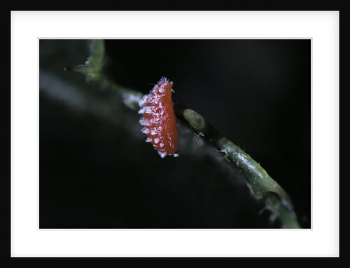Kermes vermilio (kermes berry) - male larva by Anonymous