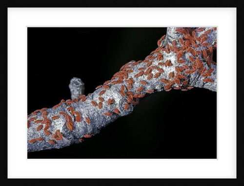 Kermes vermilio (kermes berry) - larvae by Anonymous