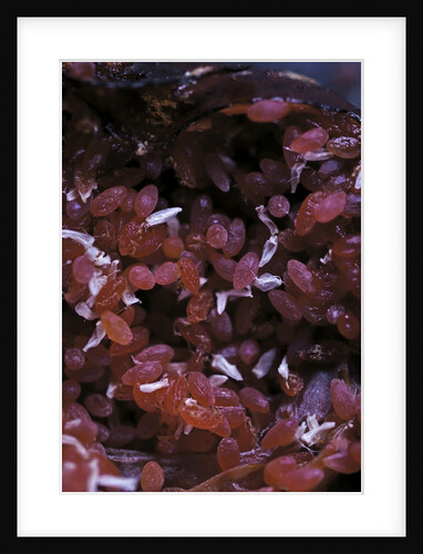 Kermes vermilio (kermes berry) - larvae into the female by Anonymous