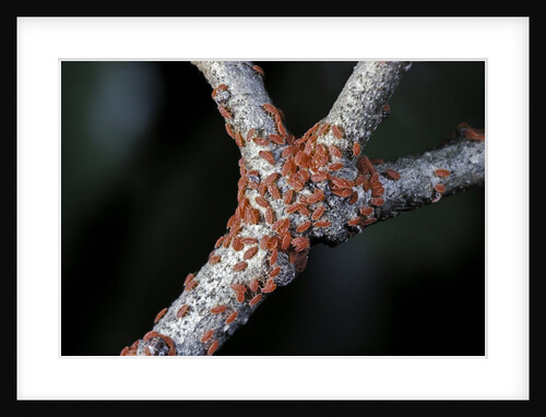 Kermes vermilio (kermes berry) - larvae by Anonymous