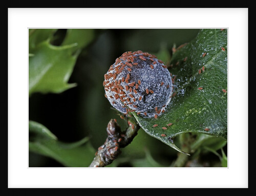 Kermes vermilio (kermes berry) - female with larvae by Anonymous