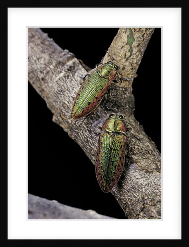 Lampra rutilans (jewel beetle) by Anonymous