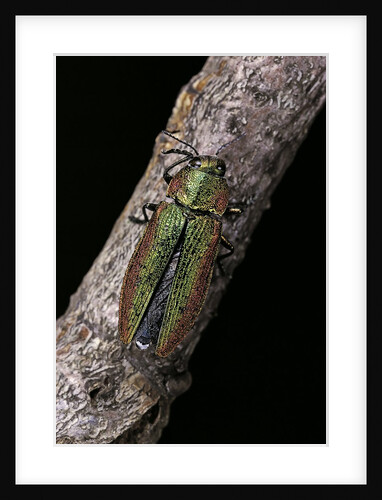 Lampra rutilans (jewel beetle) by Anonymous