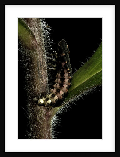 Lampyris noctiluca (common glow-worm) by Anonymous