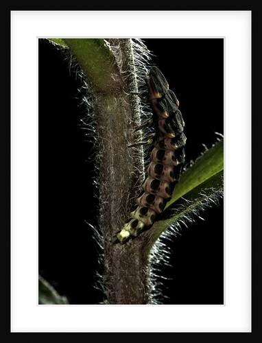 Lampyris noctiluca (common glow-worm) by Anonymous