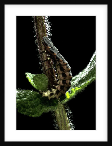 Lampyris noctiluca (common glow-worm) by Anonymous