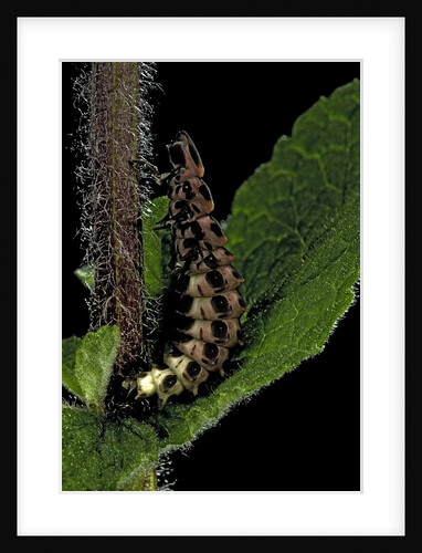 Lampyris noctiluca (common glow-worm) by Anonymous