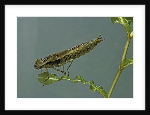 Dragonfly larva by Anonymous