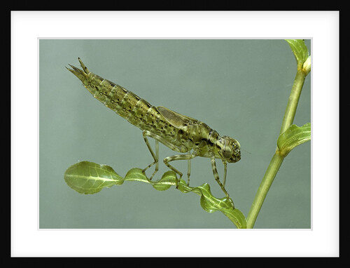 Dragonfly larva by Anonymous