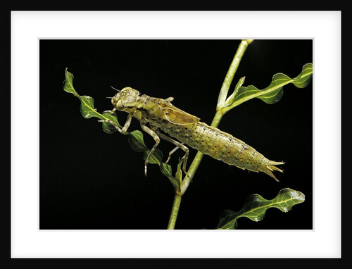 Dragonfly larva by Anonymous