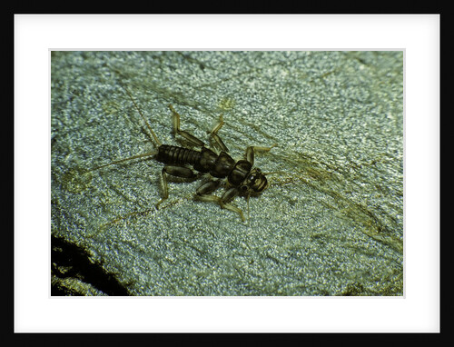 Stonefly larva in water by Anonymous