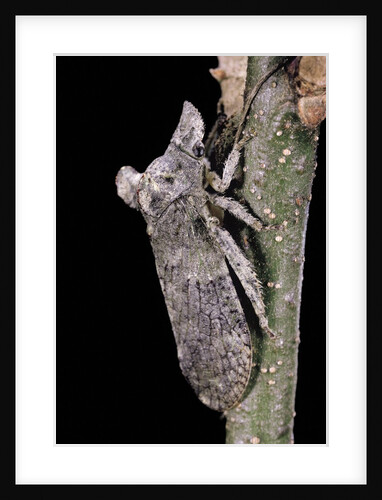 Ledra aurita (eared leaf-hopper) by Anonymous