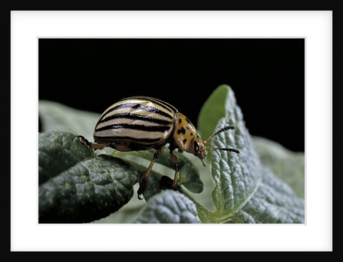 Leptinotarsa decemlineata (Colorado potato beetle) by Anonymous