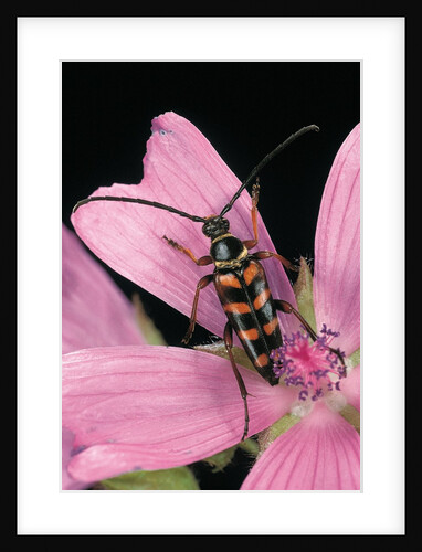 Leptura aurulenta (longhorn beetle) by Anonymous