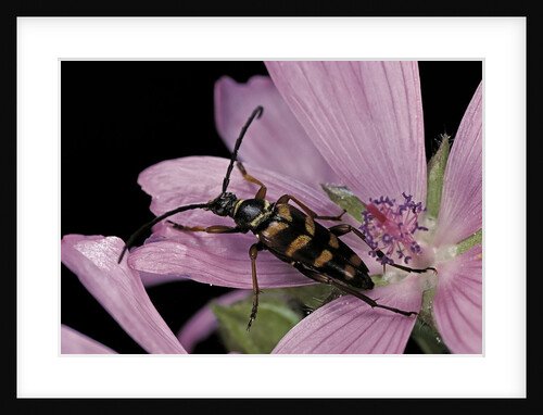 Leptura aurulenta (longhorn beetle) by Anonymous