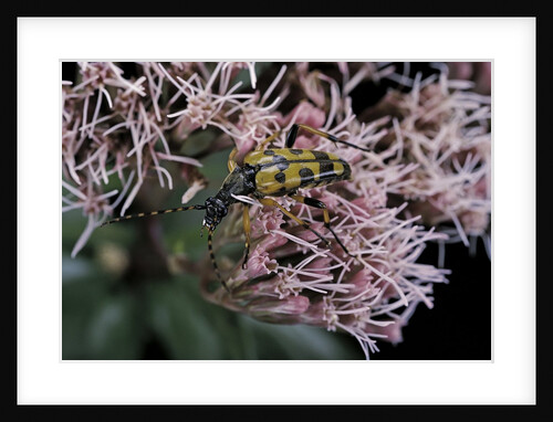 Leptura maculata (spotted longhorn beetle) by Anonymous
