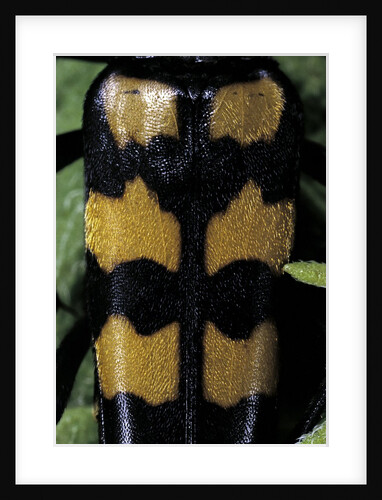 Leptura quadrifasciata (four-banded longhorn beetle) by Anonymous