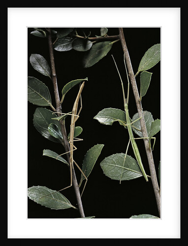 Leptynia hispanica (spanish stick insect) by Anonymous