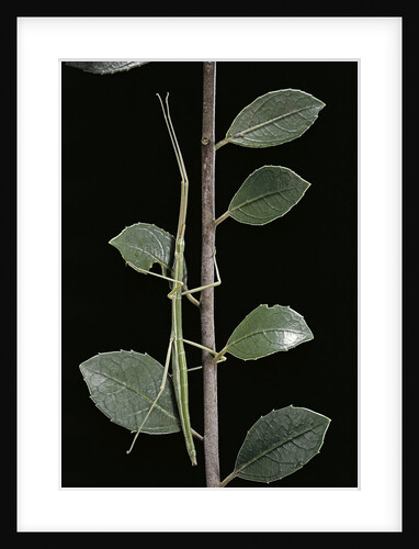 Leptynia hispanica (spanish stick insect) by Anonymous