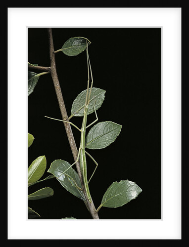 Leptynia hispanica (spanish stick insect) by Anonymous