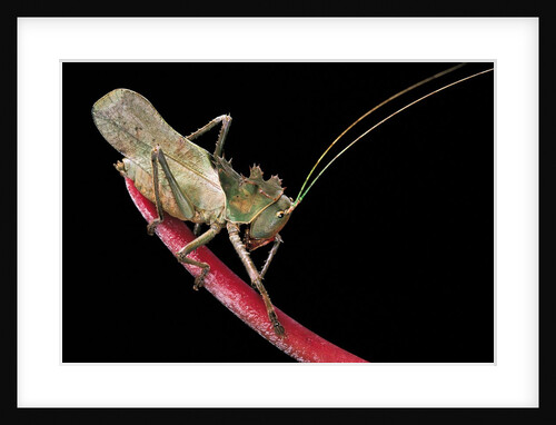 Lesina intermedius (bushcricket) by Anonymous