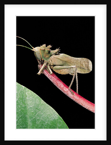 Lesina intermedius (bushcricket) by Anonymous