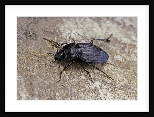 Licinus punctatulus (ground beetle) by Anonymous