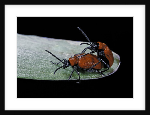 Lilioceris lilii (scarlet lily beetle, lily leaf beetle) - mating by Anonymous