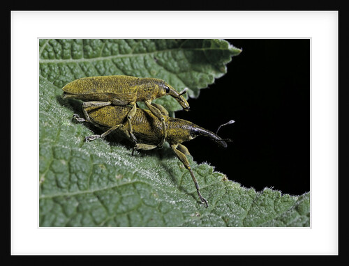 Lixus algirus (weevil) - mating by Anonymous