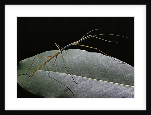 Lopaphus caesius (stick insect) by Anonymous
