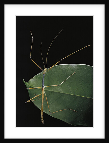Lopaphus caesius (stick insect) by Anonymous