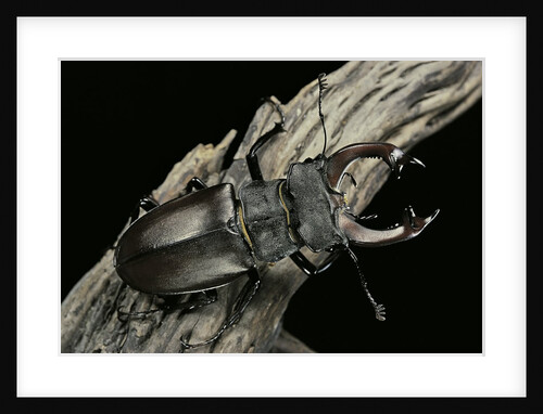 Lucanus cervus (stag beetle) - male by Anonymous