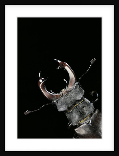 Lucanus cervus (stag beetle) - male portrait by Anonymous