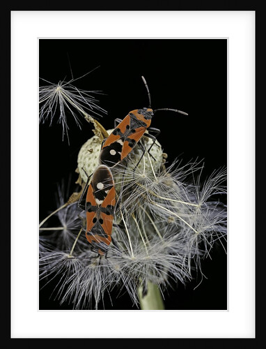 Lygaeus equestris (black-and-red-bug) - mating by Anonymous