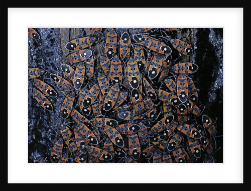 Lygaeus equestris (black-and-red-bug) - assembly by Anonymous