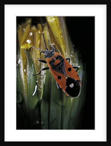 Lygaeus equestris (black-and-red-bug) by Anonymous
