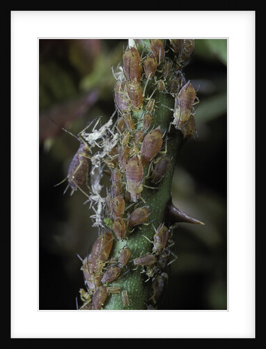 Macrosiphum rosae (rose aphid) by Anonymous