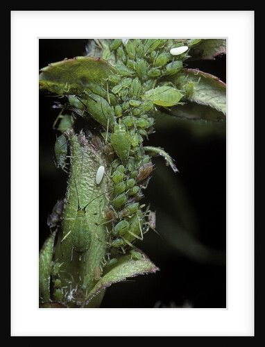Macrosiphum rosae (rose aphid) by Anonymous