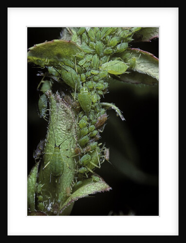 Macrosiphum rosae (rose aphid) by Anonymous