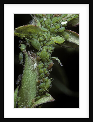 Macrosiphum rosae (rose aphid) by Anonymous