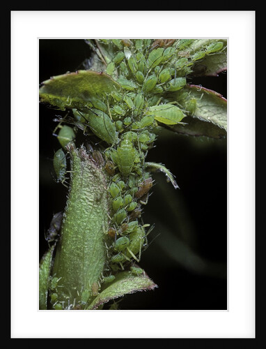 Macrosiphum rosae (rose aphid) by Anonymous