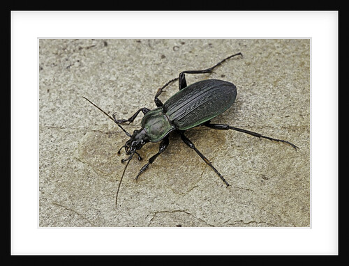 Carabus morbillosus cheminorum (ground beetle) by Anonymous