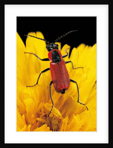 Clanoptilus rufus by Anonymous