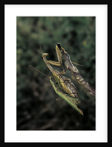 Mantis religiosa (praying mantis) - mating by Anonymous