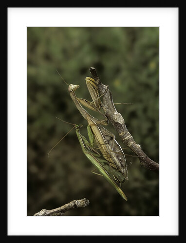 Mantis religiosa (praying mantis) - mating by Anonymous