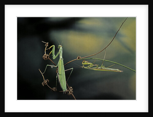 Mantis religiosa (praying mantis) - male with female by Anonymous