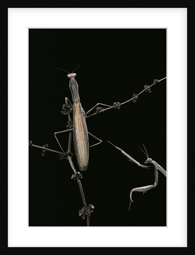 Mantis religiosa (praying mantis) - male with female by Anonymous