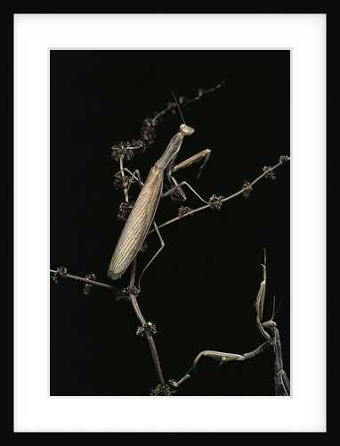 Mantis religiosa (praying mantis) - male with female by Anonymous