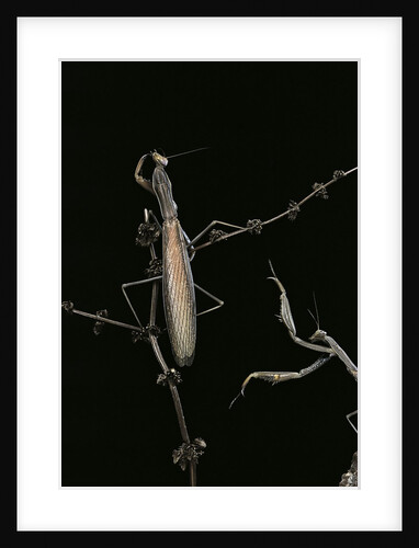Mantis religiosa (praying mantis) - male with female by Anonymous