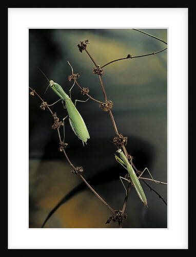 Mantis religiosa (praying mantis) - male with female by Anonymous